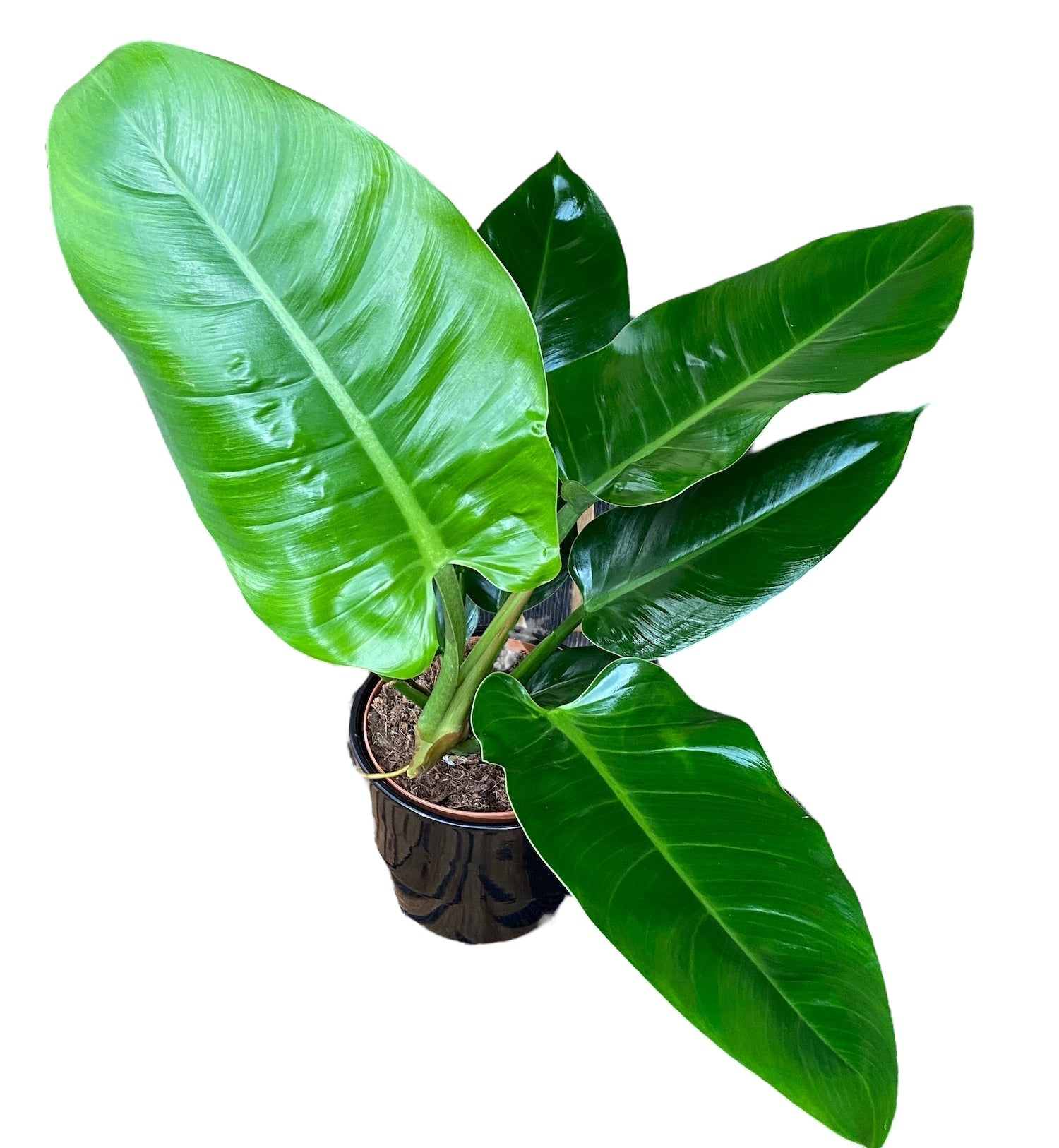 Philodendron `Imperial Green' en Natural main image 1