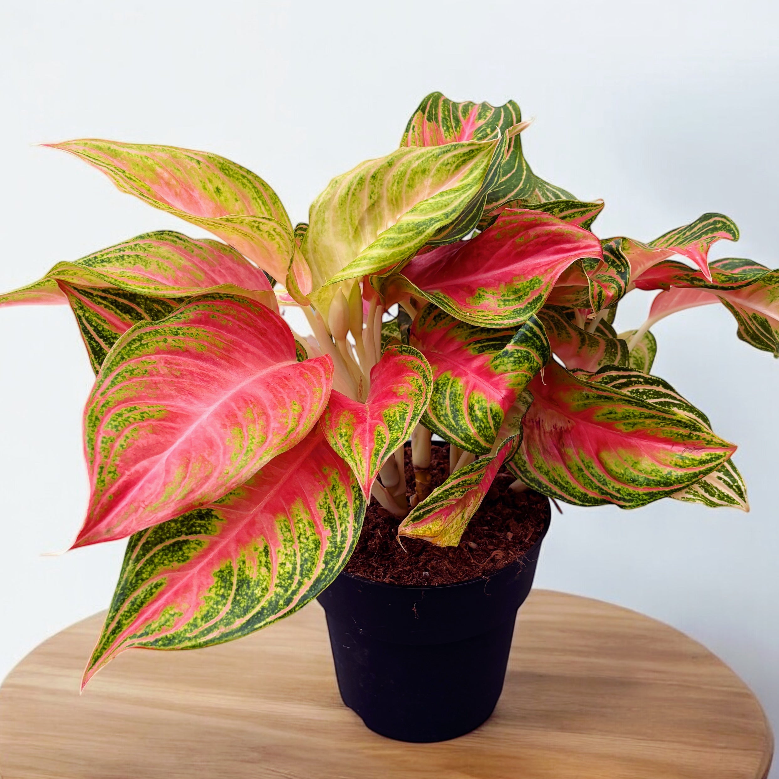 aglaonema pink sunset Aglaonema 'Pink Sunset'