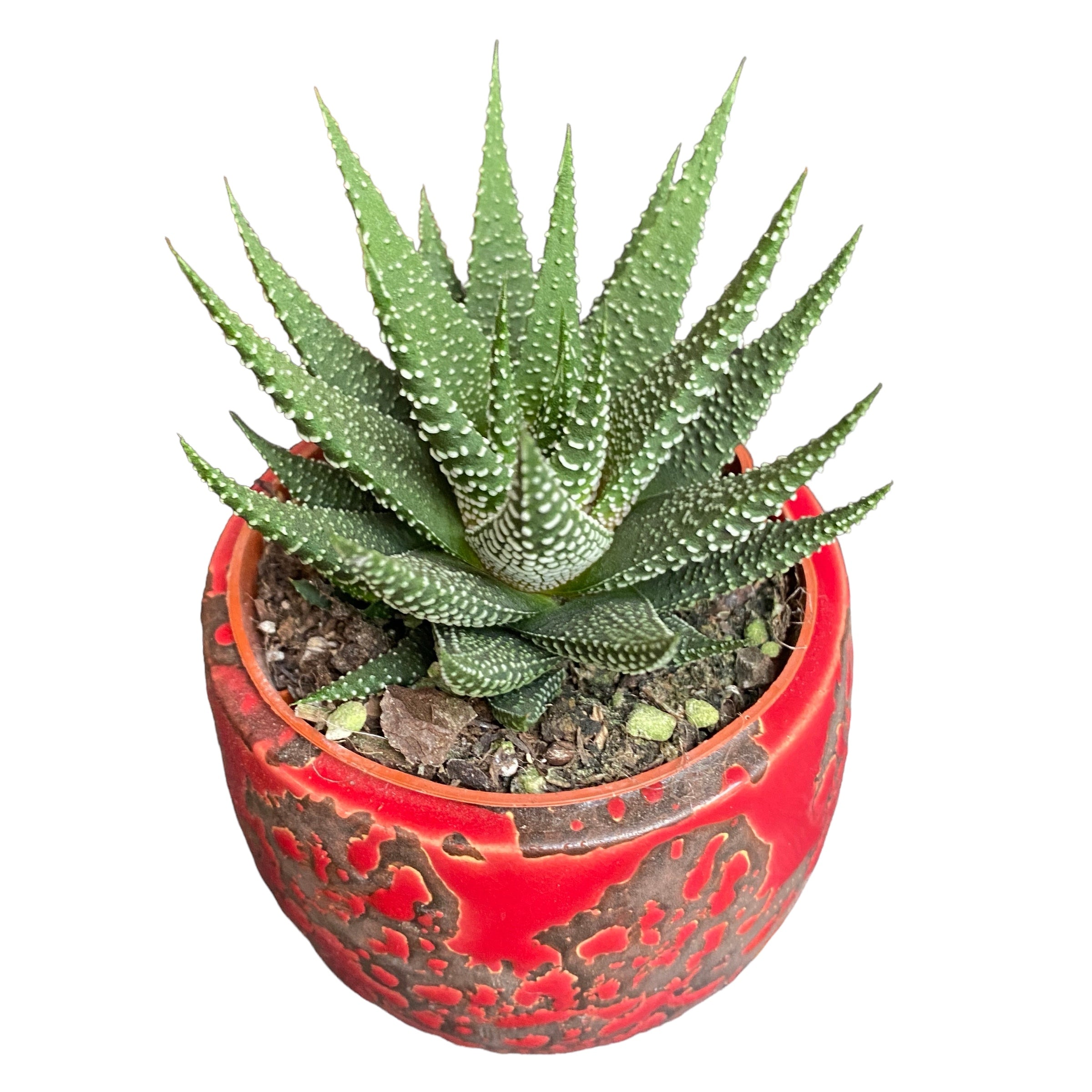 haworthia universe succulent Haworthia Universe – Secret Garden Plant Shop
