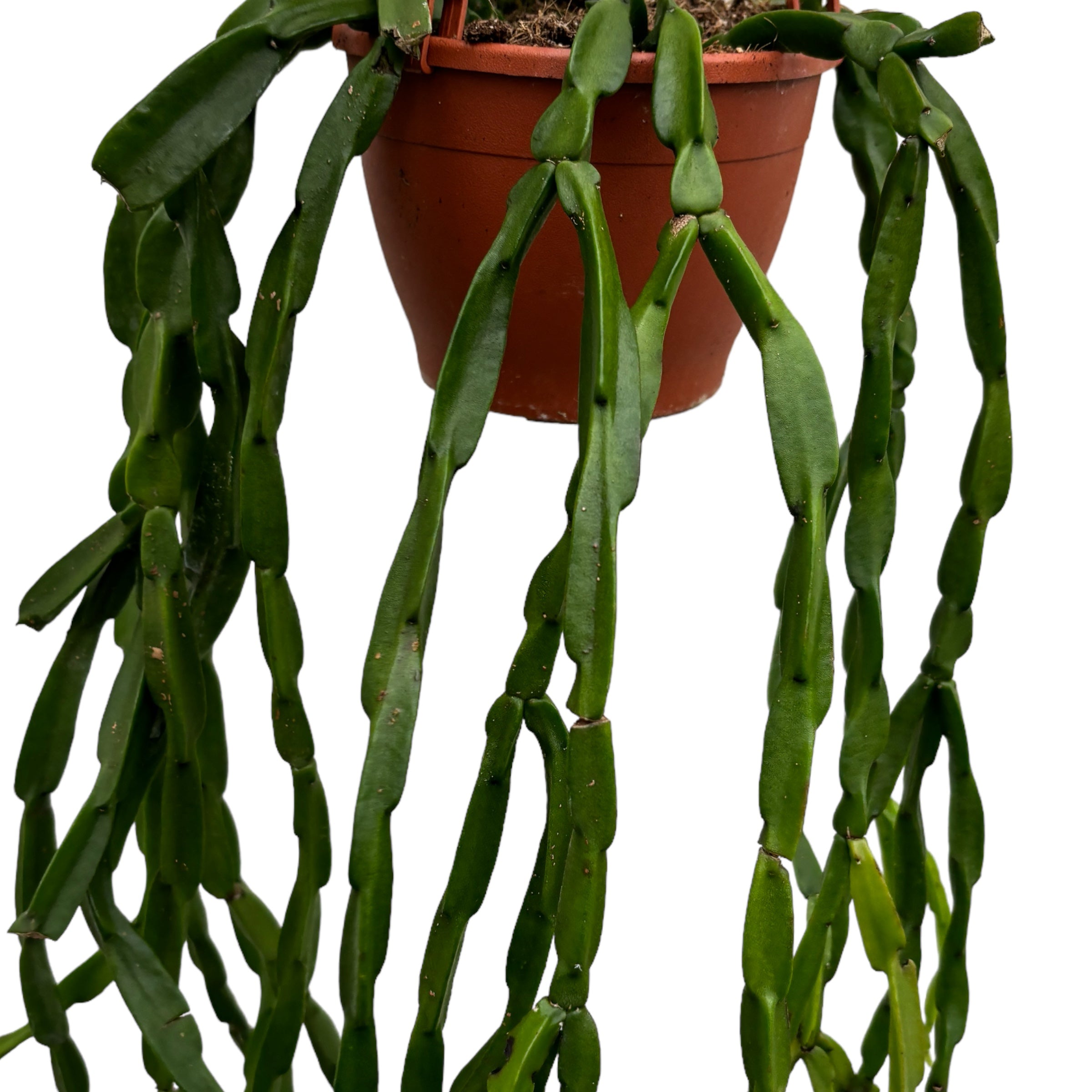 Rhipsalis paradoxa (Kettenkaktus) – Secret Garden Plant Shop