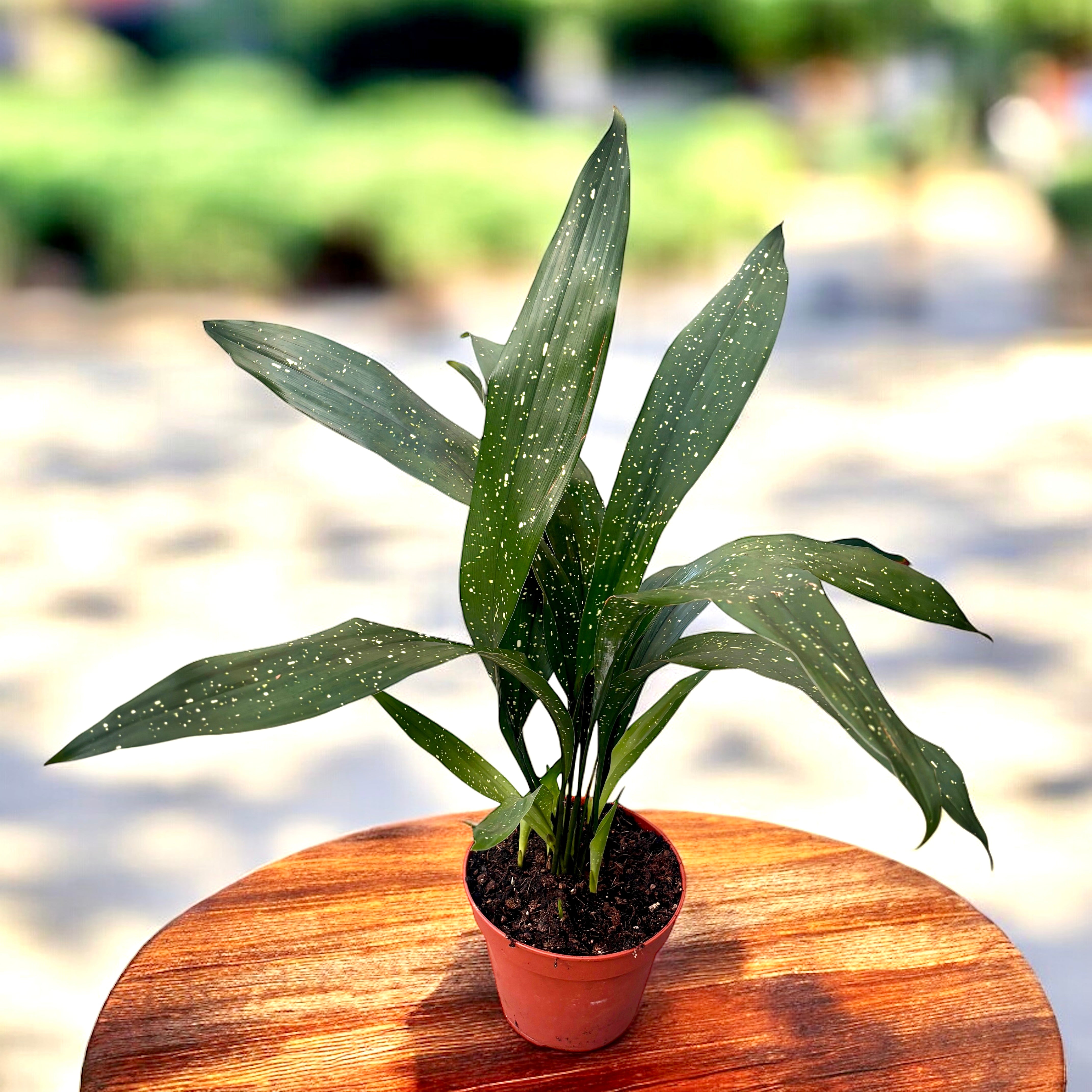 Aspidistra elatior minor 'Milchstraße' – Secret Garden Plant Shop
