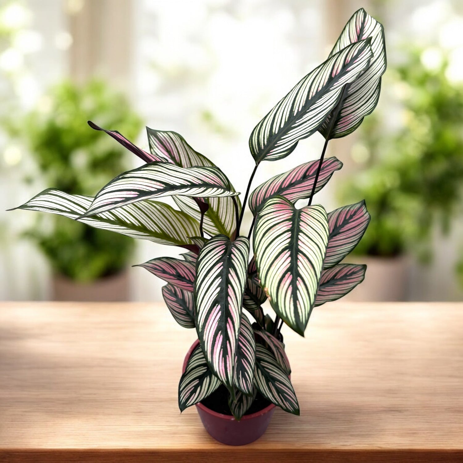 Calathea majestica Whitestar D14 – Secret Garden Plant Shop