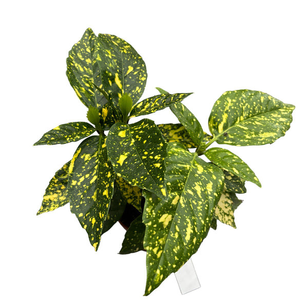 Aucuba japonica variegata (Pomul de aur)