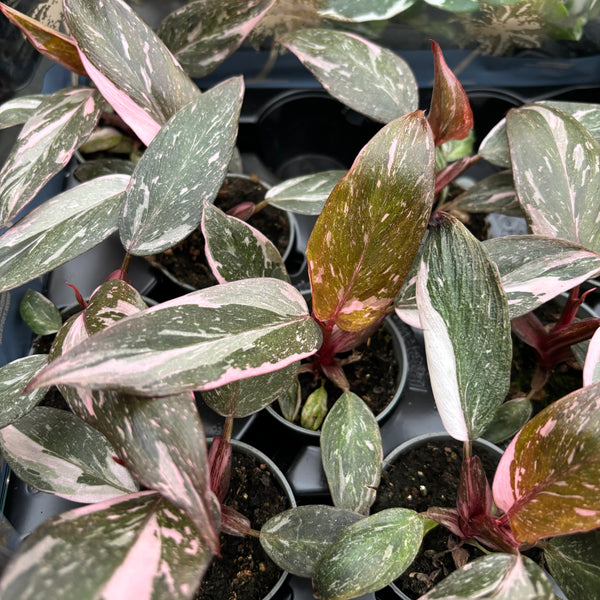 Philodendron 'Pink Princess Marble' (babyplant)