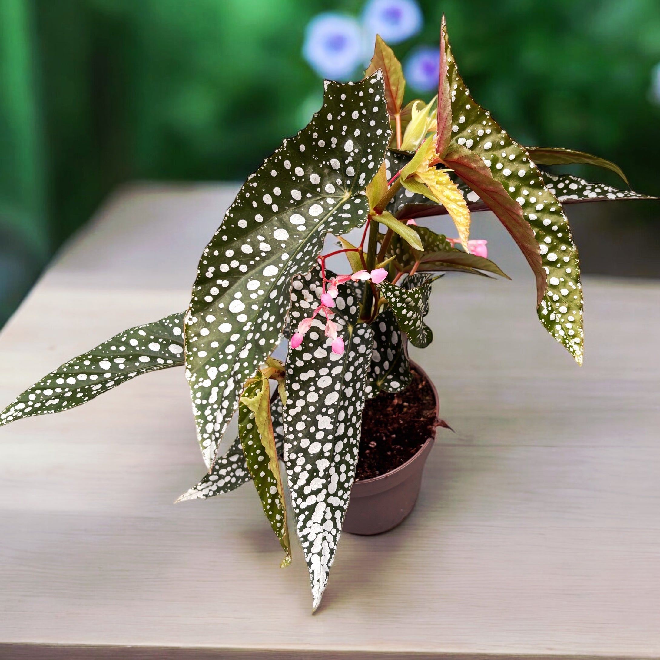 Begonia Maculata 'Silverspot' – Secret Garden Plant Shop
