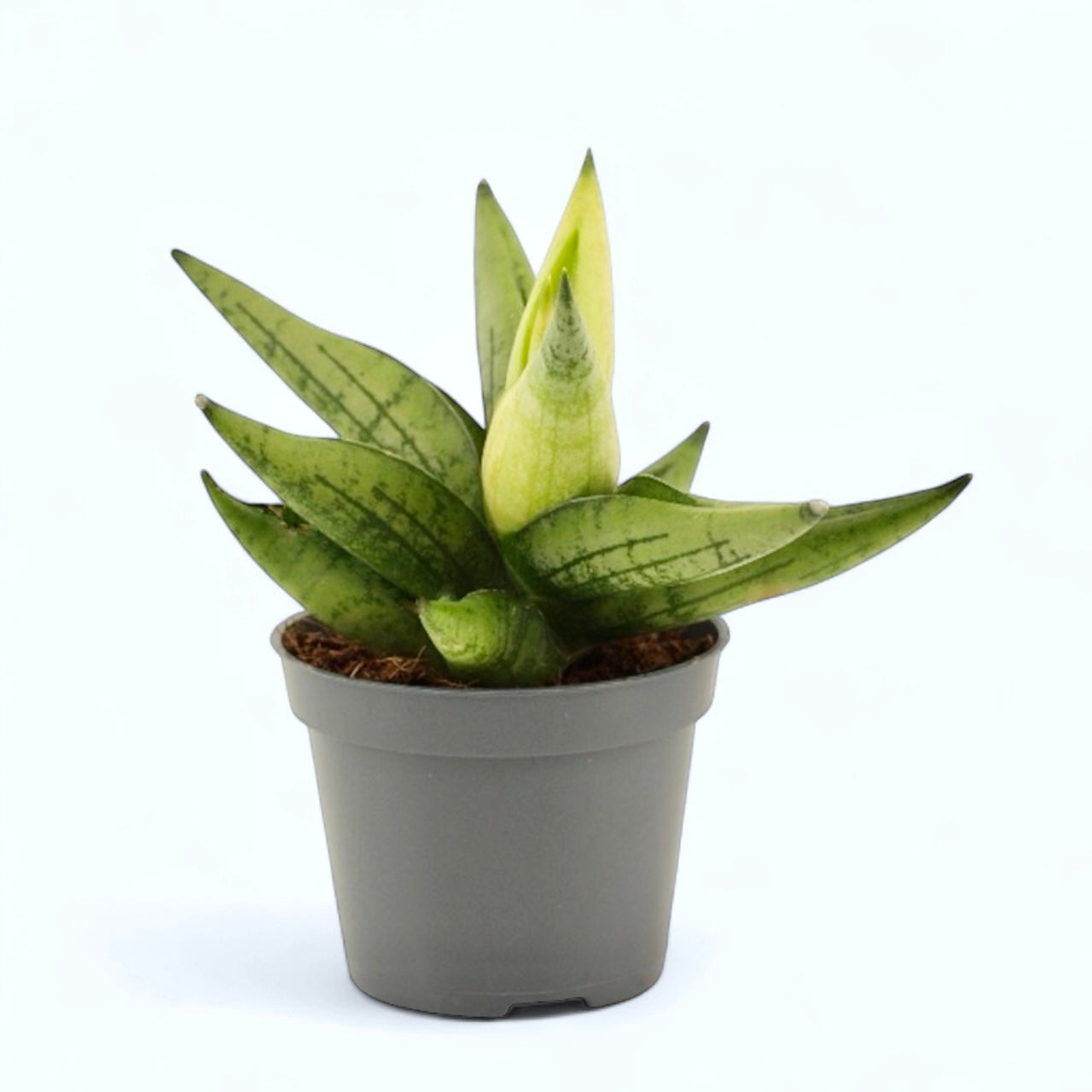 sansevieria amarilla Sansevieria 'Punta Amarilla' – Secret Garden Plant Shop