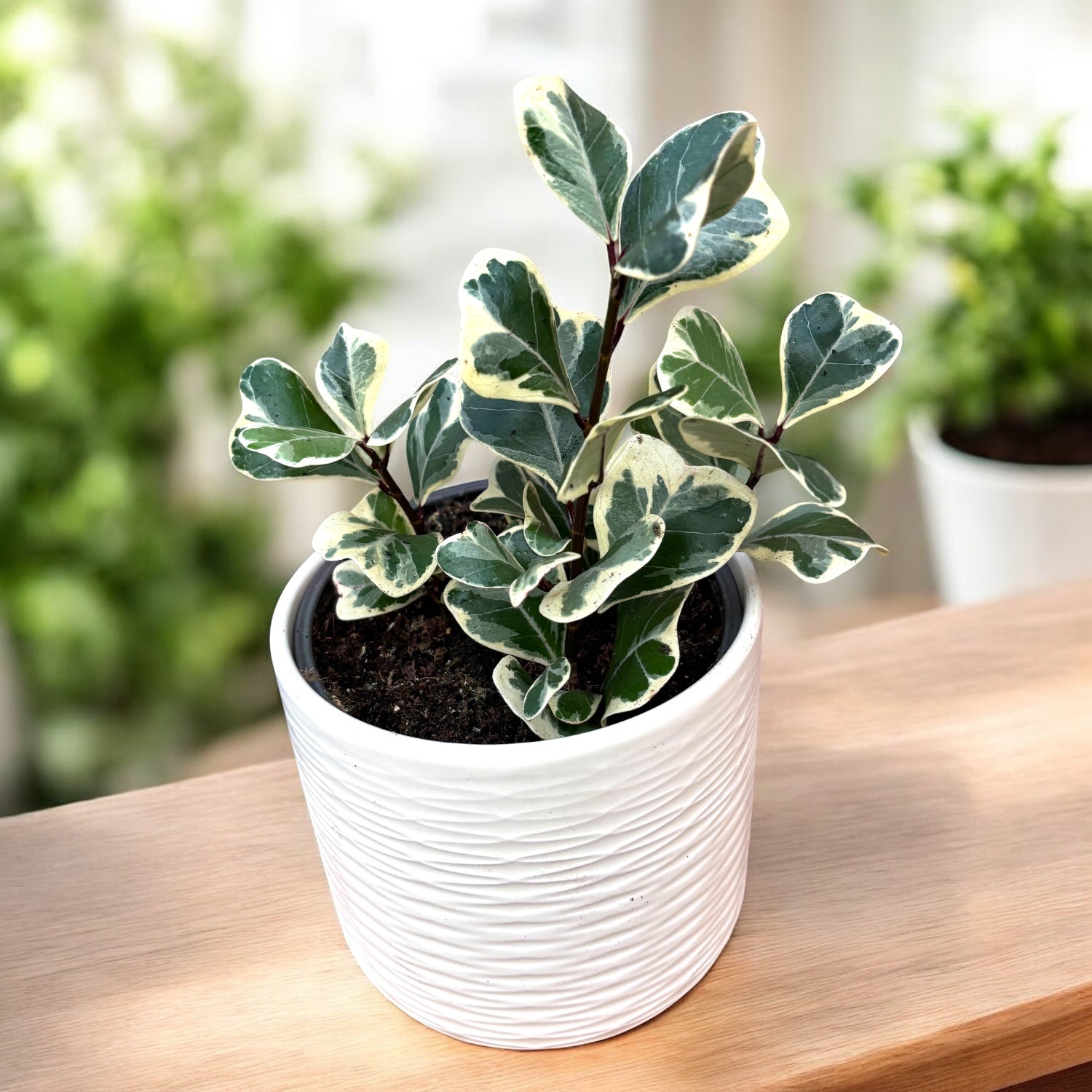 variegata de Ficus triangularis Sweetheart variegata