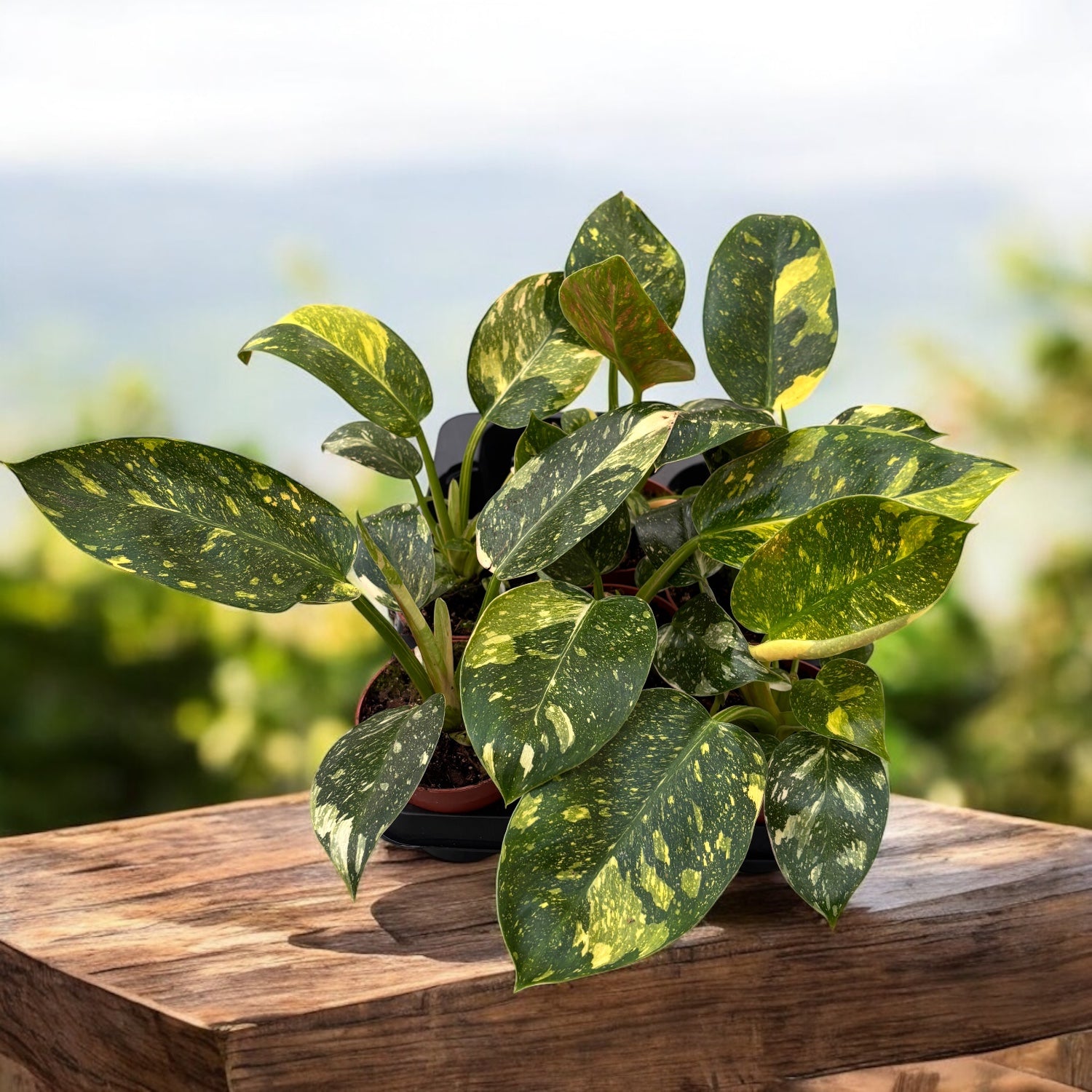 philodendron congo verde Philodendron Green Congo Variegata – Secret Garden Plant Shop
