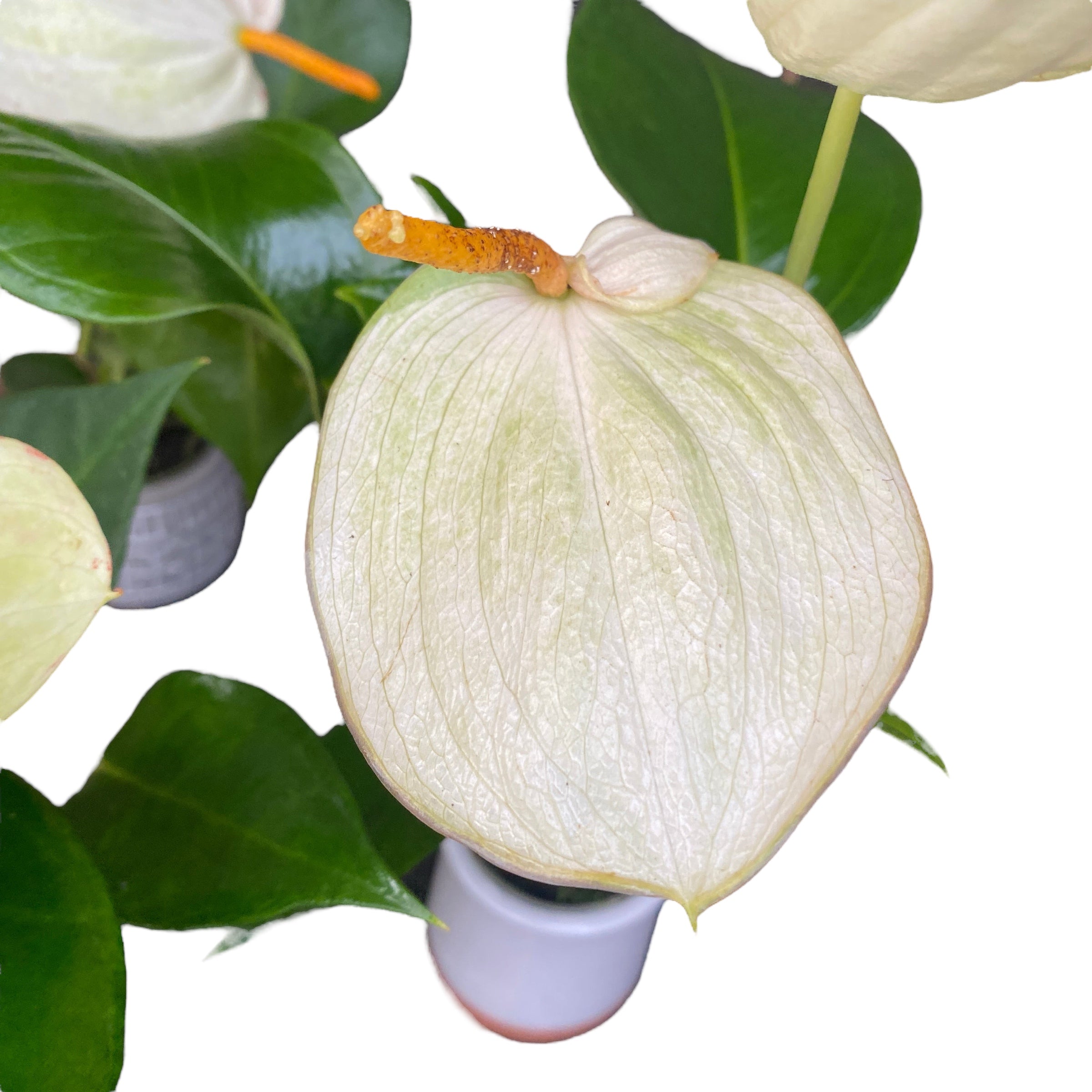 anthurium scherzerianum pflege Anthurium Scherzerianum Alb Roxette – Secret Garden Plant Shop