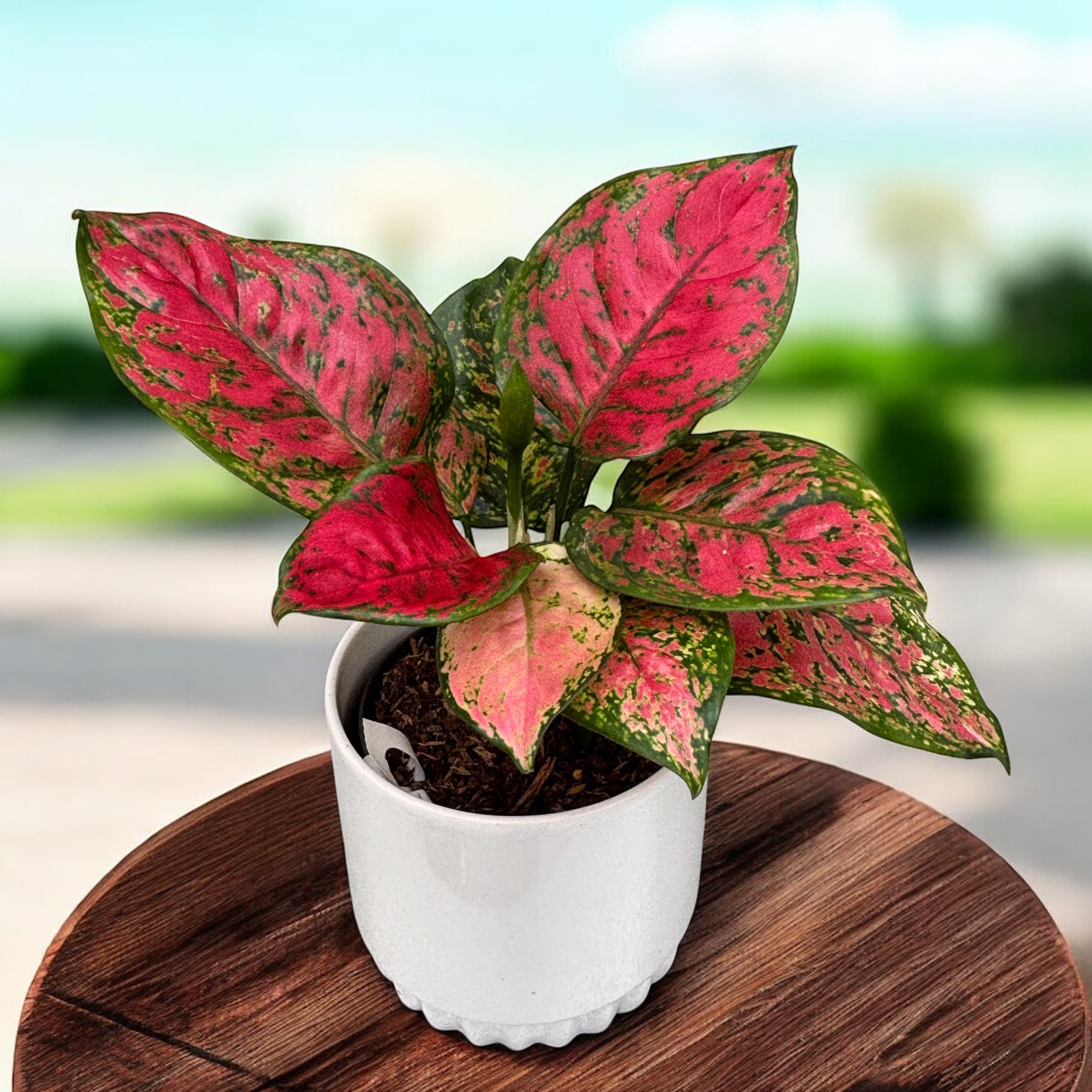 aglaonema crimson Aglaonema 'Crimson Love' – Secret Garden Plant Shop