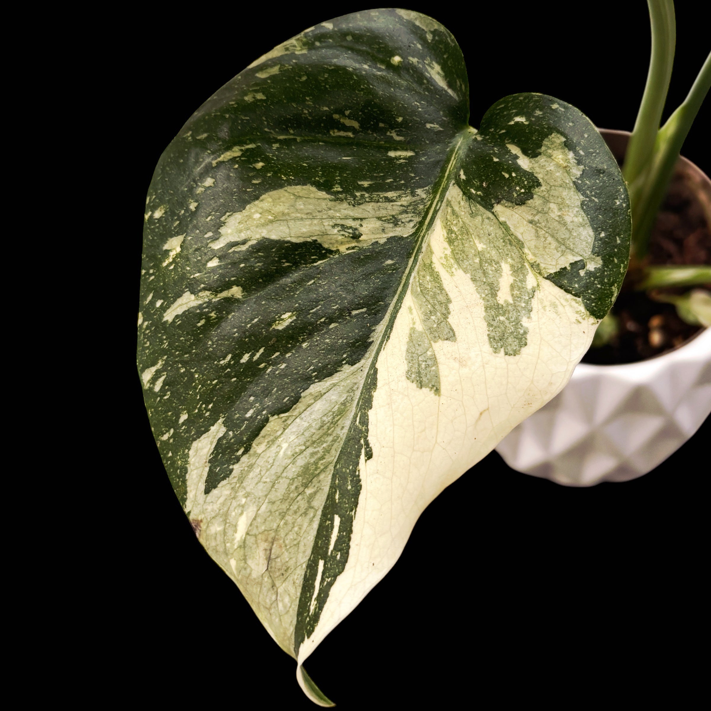 monstera constelación Monstera Thai Constelación (MTC#23) – Secret Garden Plant Shop