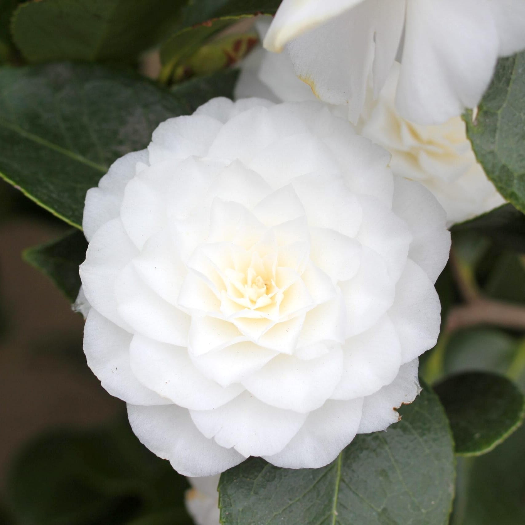 Camellia japonica 'Blanca Doble' * floarea dubla alba (rezistenta la i –  Secret Garden Plant Shop