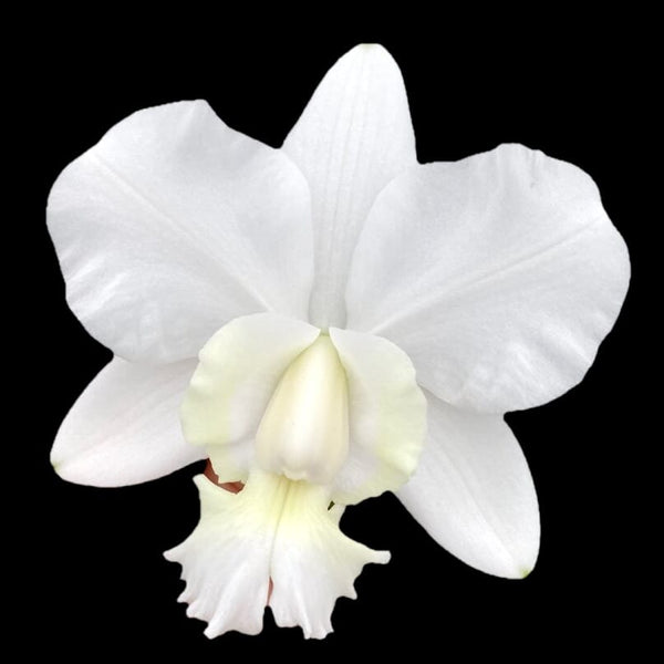 Cattleya dolosa var. alba 'Gorgeous' - fragrant flowers