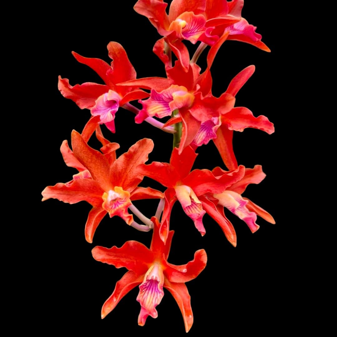 Ryc. Taiwan Firecracker 'Popcorn' – Secret Garden Plant Shop