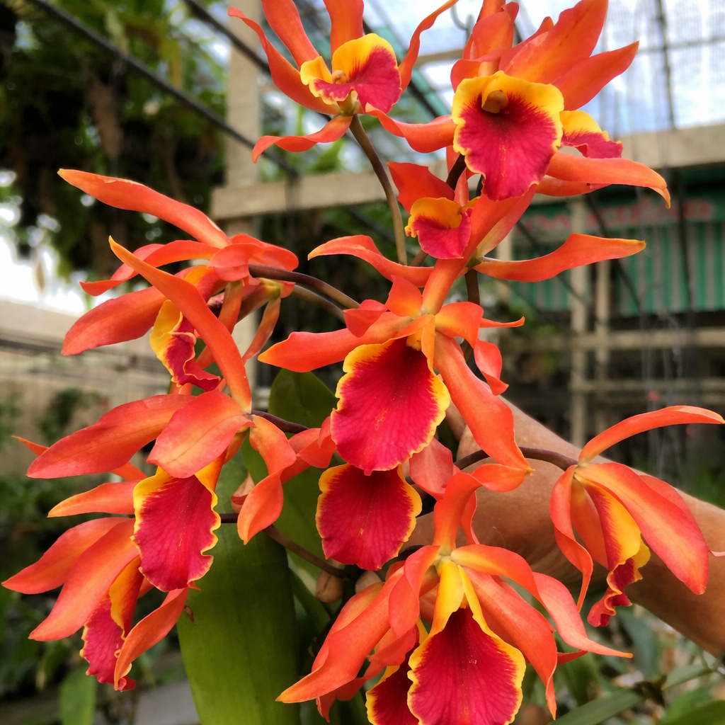 Cattlianthe Taiwan Sunset 'Yuan Dung' - parfumata  Secret Garden Plant Shop