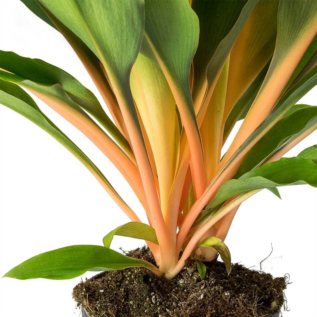 chlorophytum orchidastrum fireflash Chlorophytum orchidastrum 'Fire Flash' – Secret Garden Plant Shop