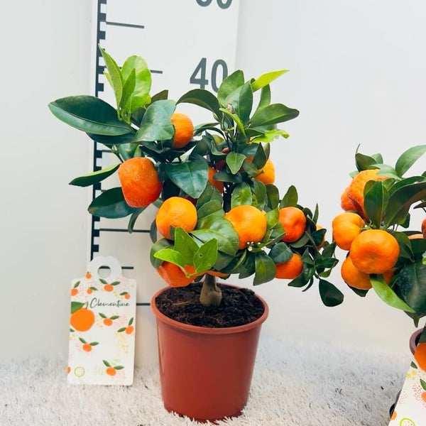 Citrus reticulata 'Clementine' - Clementin in ghiveci