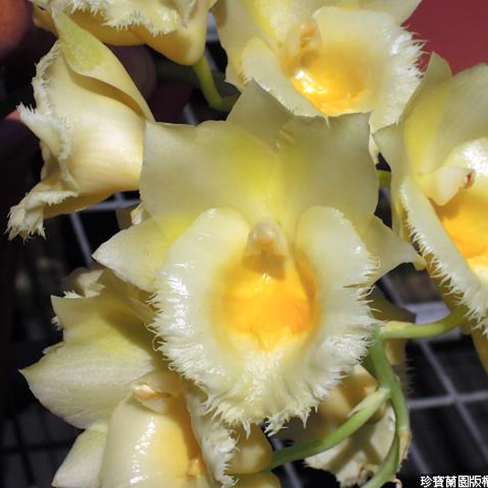 Clowesetum Wyche's Bumble Bee 'Jumbo Orchids' BM/JOGA – Secret