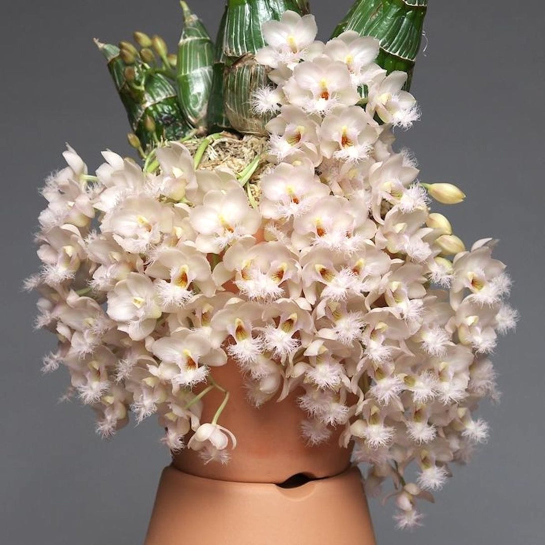 Clowesia Grace Dunn (Clowesia warczewitzii × Clowesia rosea)