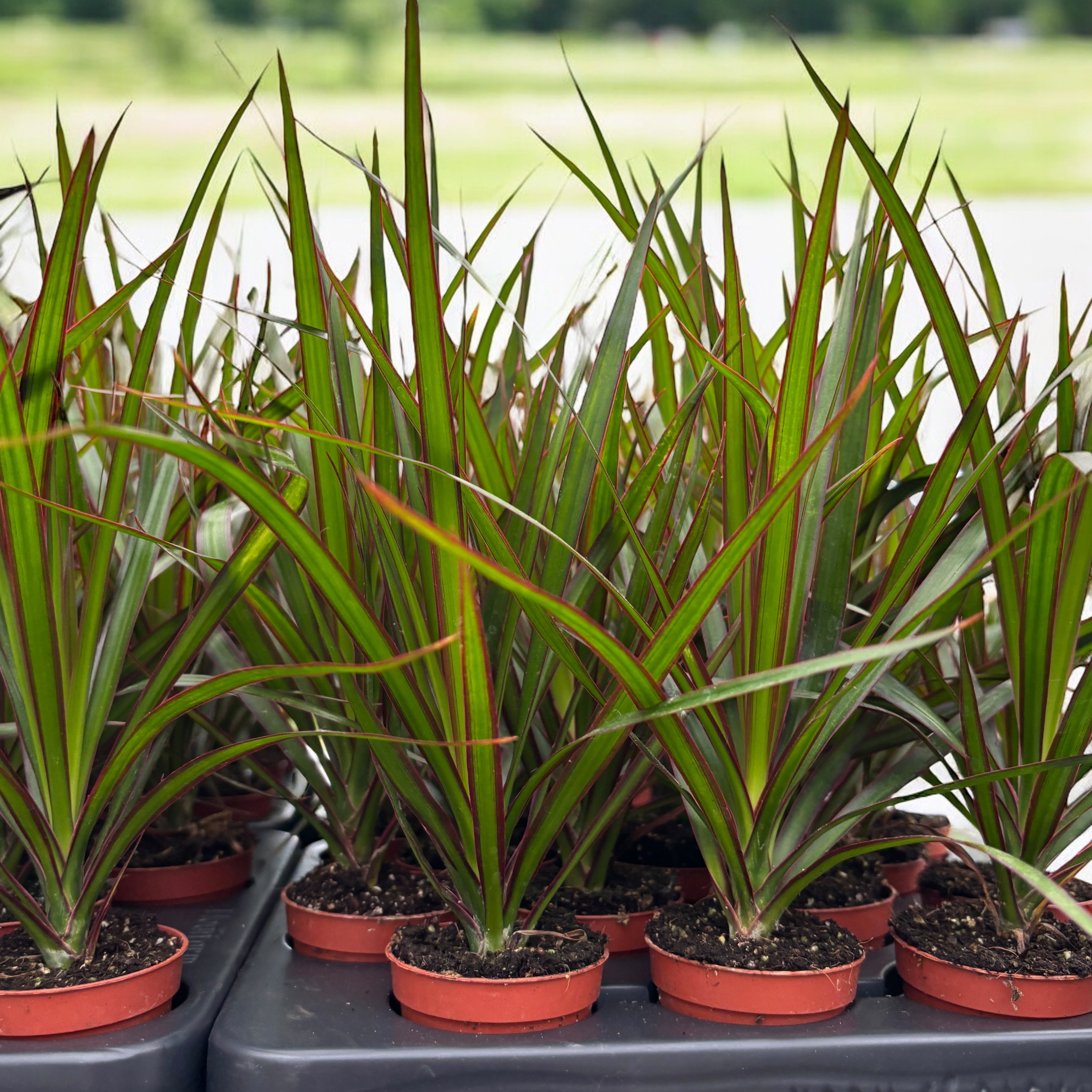 dracaena planta interior o exterior Dracaena Marginata (planta bebé) – Secret Garden Plant Shop