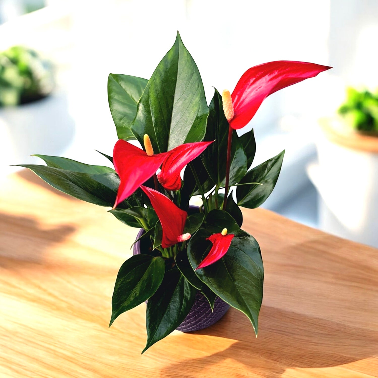 Anthurium Lilli Roja – Secret Garden Plant Shop