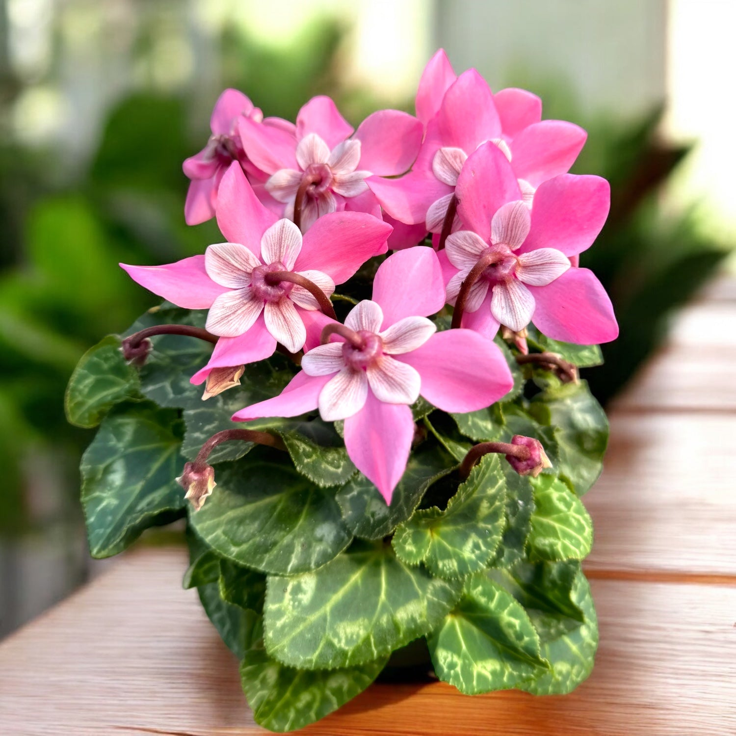 Cyclamen 'Djix Pink' – ciclamen decorativ cu inflorire bogata si