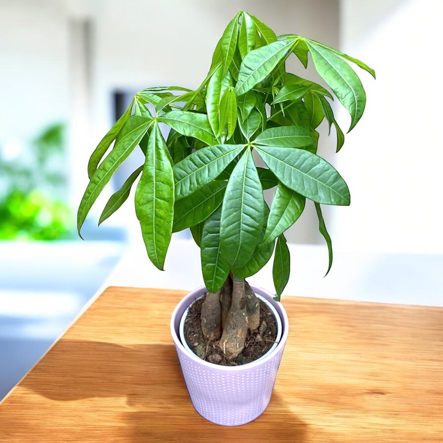 Pachira aquatica