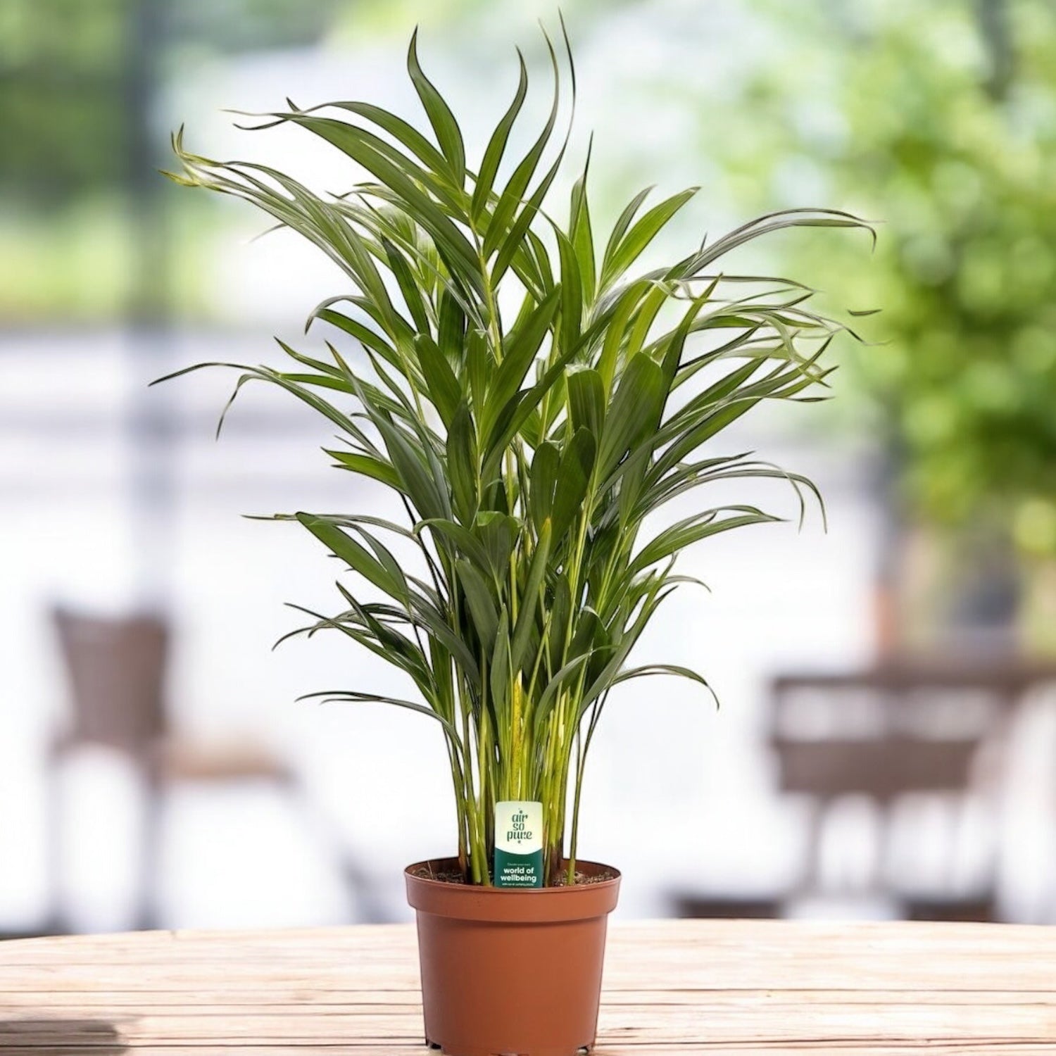 areca palme Areca-Palme