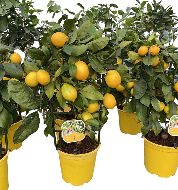 Potted lemons, Meyer Lemon Lisa (Citrina) - on the trellis