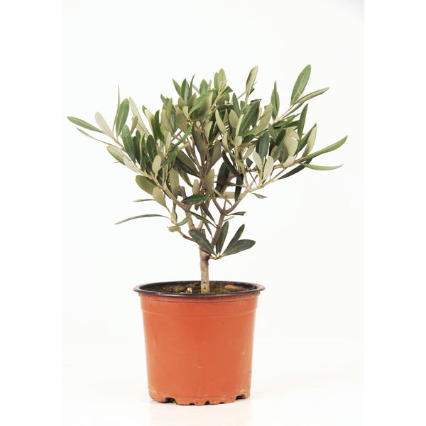Olive tree (Olea Europaea)