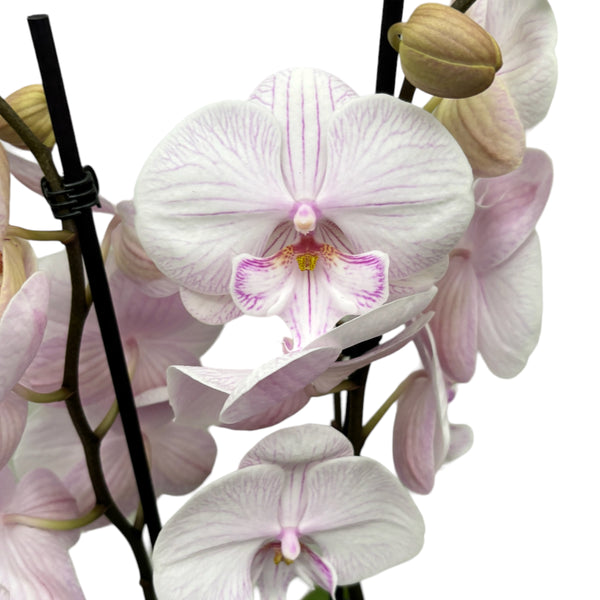 Phalaenopsis 'Ambon' big lip