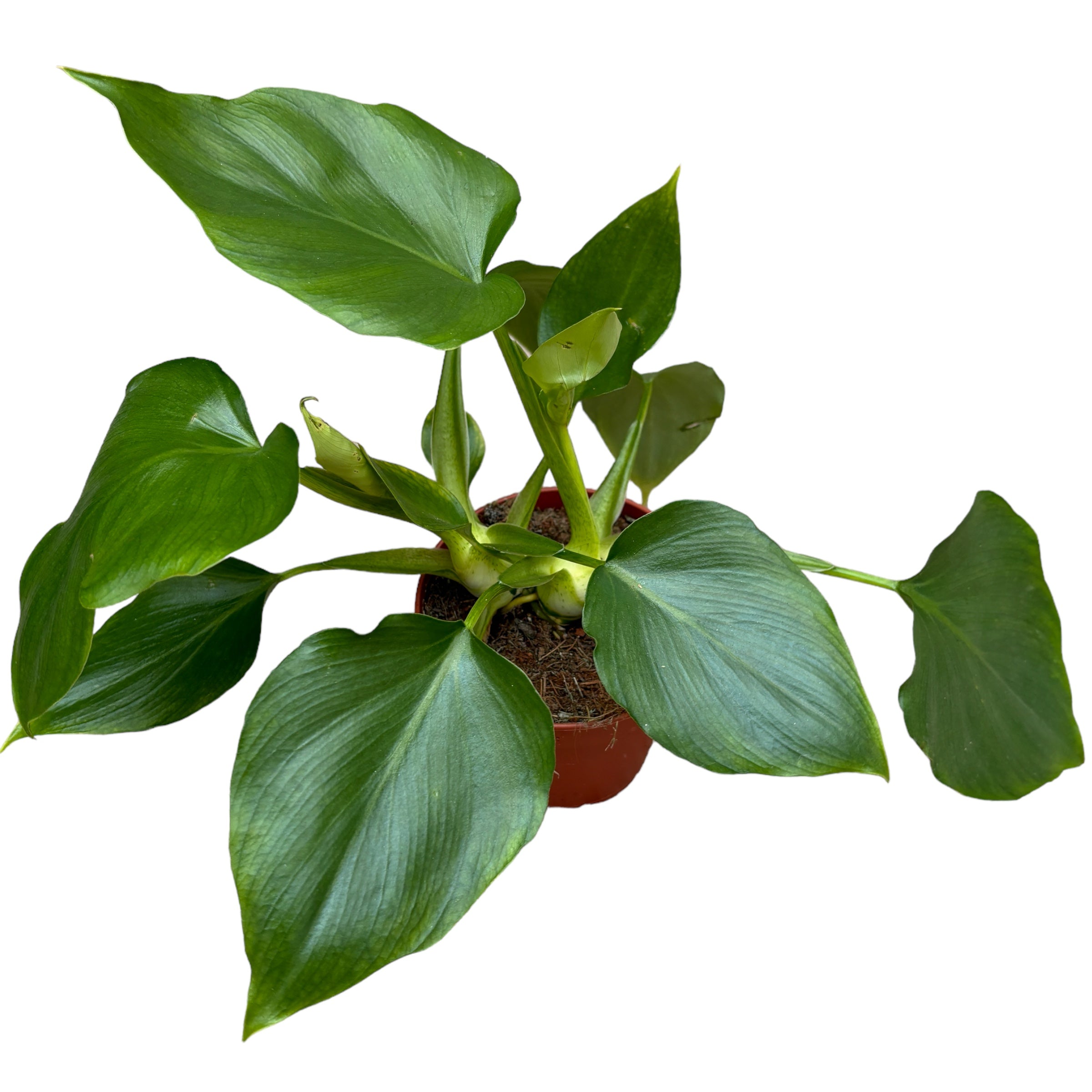 philodendron rugosum cuidados Filodendro Rugosum – Secret Garden Plant Shop
