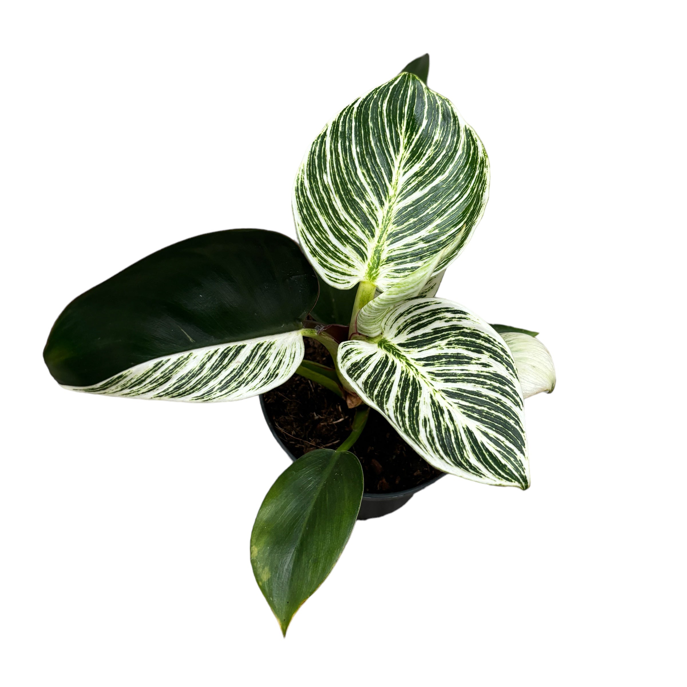 Philodendron Birkin (mutatie) – Secret Garden Plant Shop
