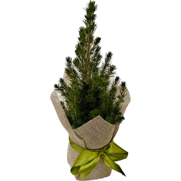Natural fir in pots H45-50 cm, gift-wrapped - Picea Glauca Conica