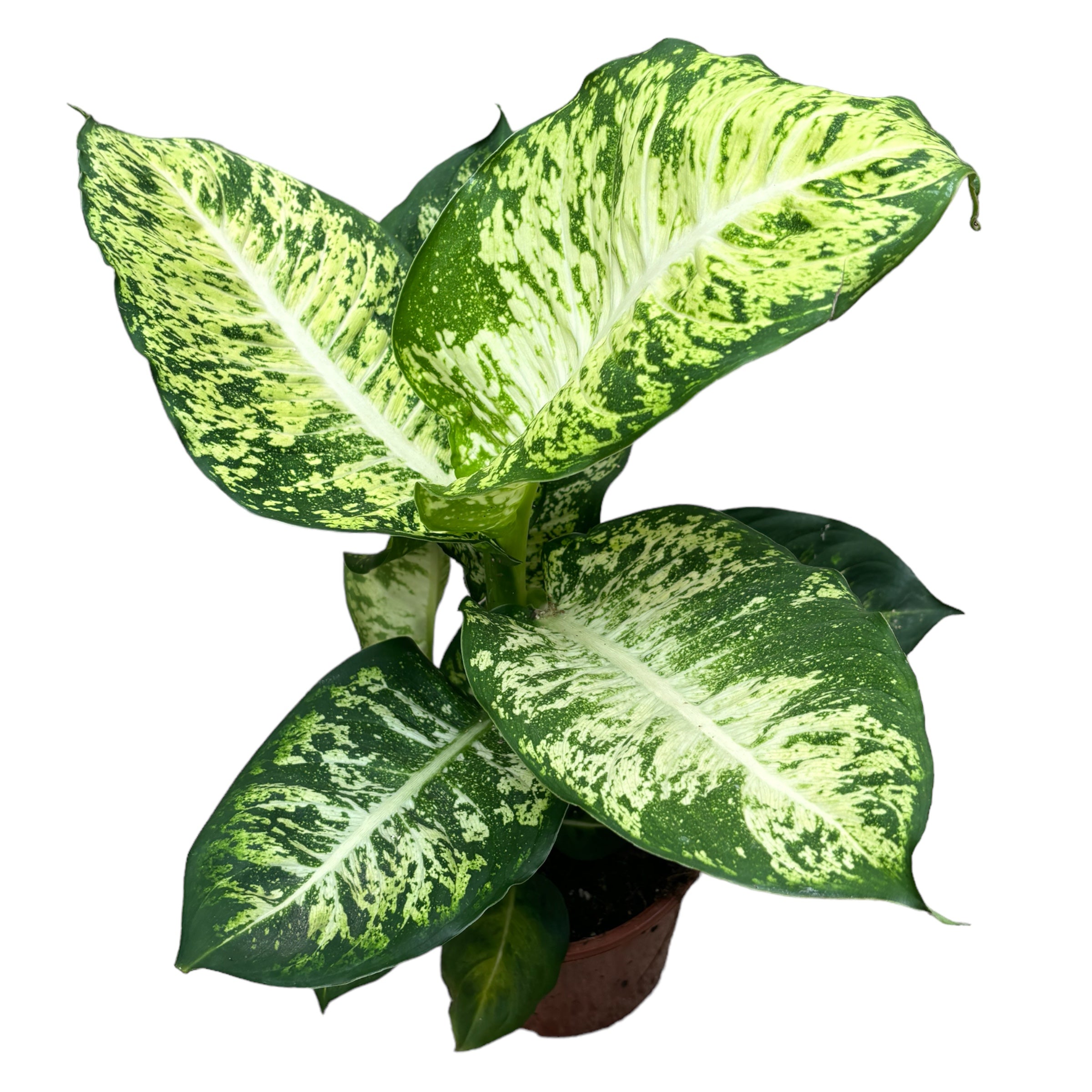 dieffenbachia feng shui Dieffenbachia Mars (planta Feng Shui) D17 – Secret Garden Plant Shop