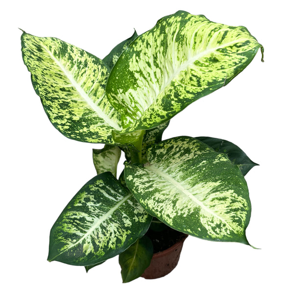 Dieffenbachia Mars (Feng Shui plant) - plants with defects