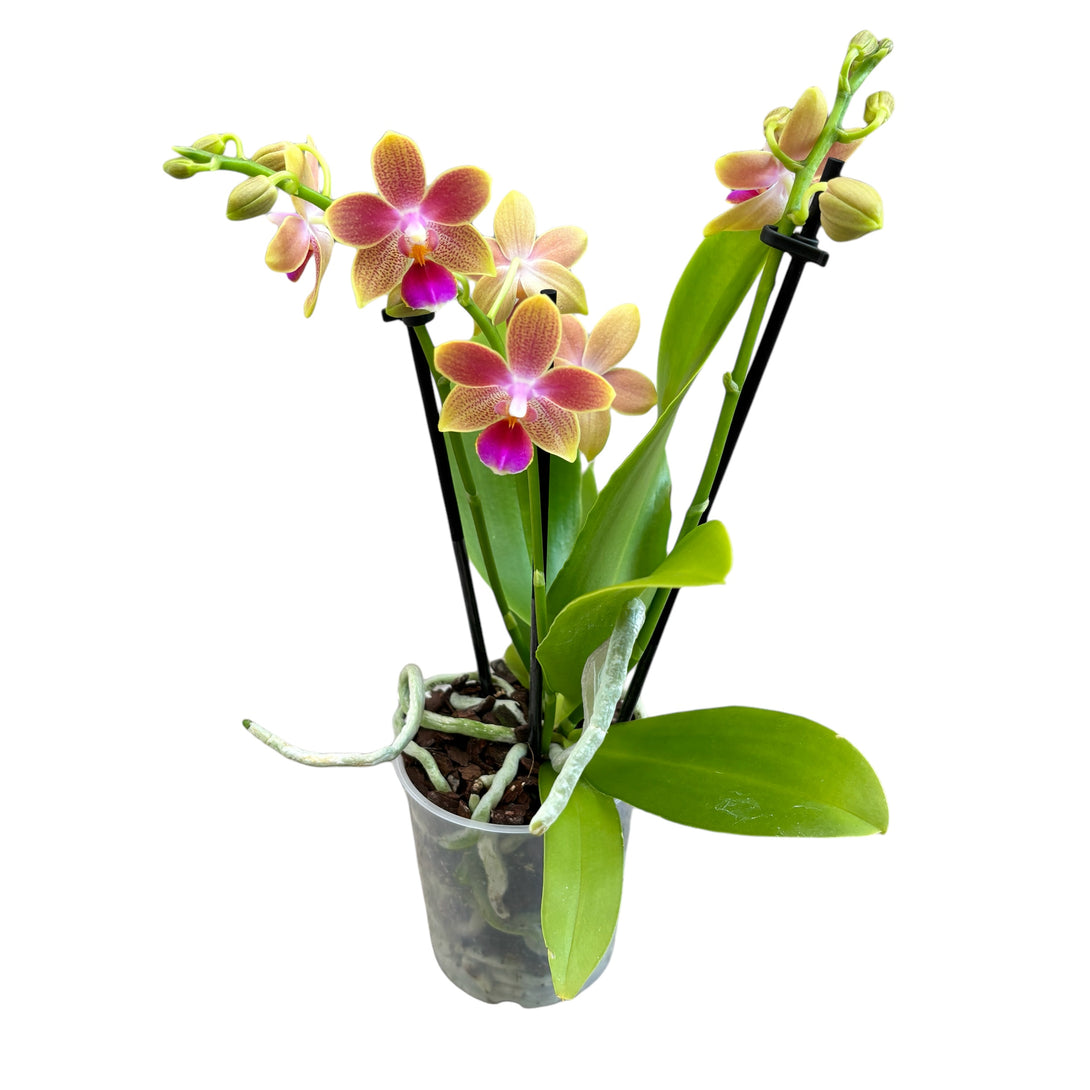 Phalaenopsis Morning Breeze flori intens parfumate