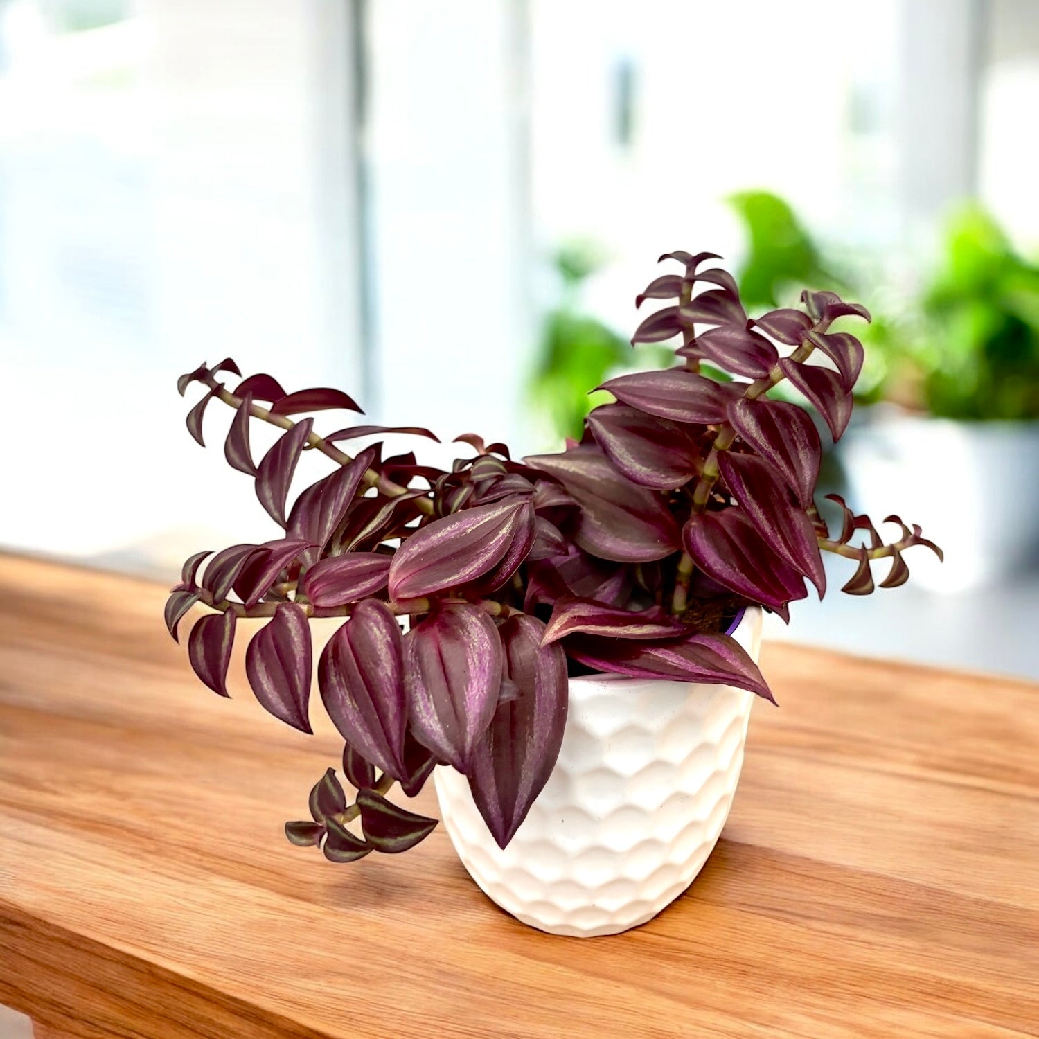 Tradescantia zebrina 'Purple Passion' - hangplant met paarse