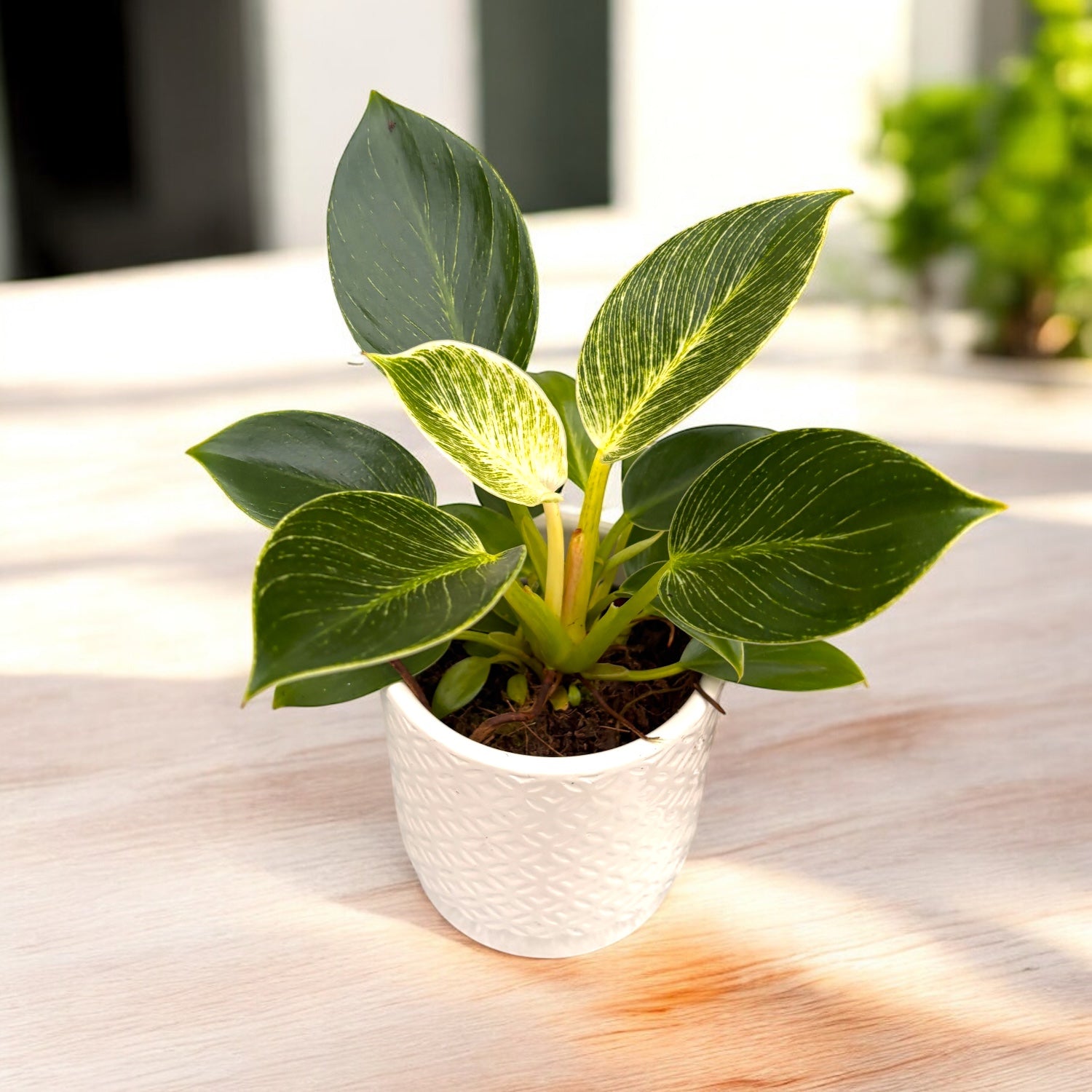 Philodendron Birkin (Weiße Welle, Weißes Maß) – Secret Garden Plant Shop