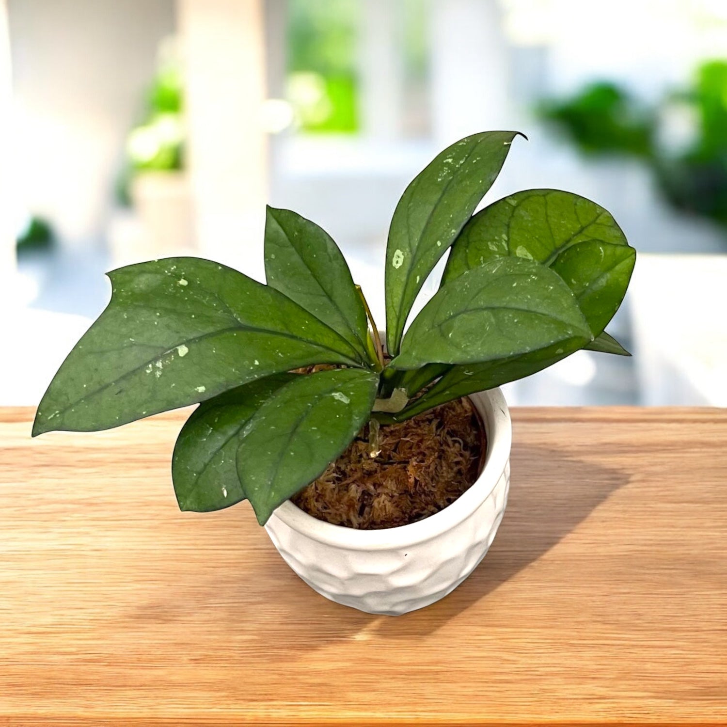Hoya crassipetiolata D6 – Secret Garden Plant Shop