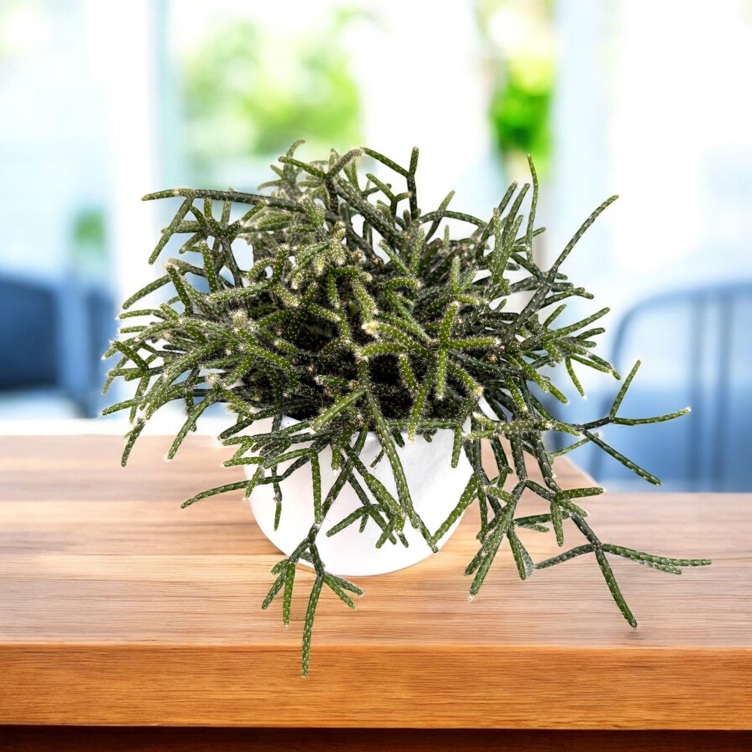 Rhipsalis pilocarpa – Secret Garden Plant Shop