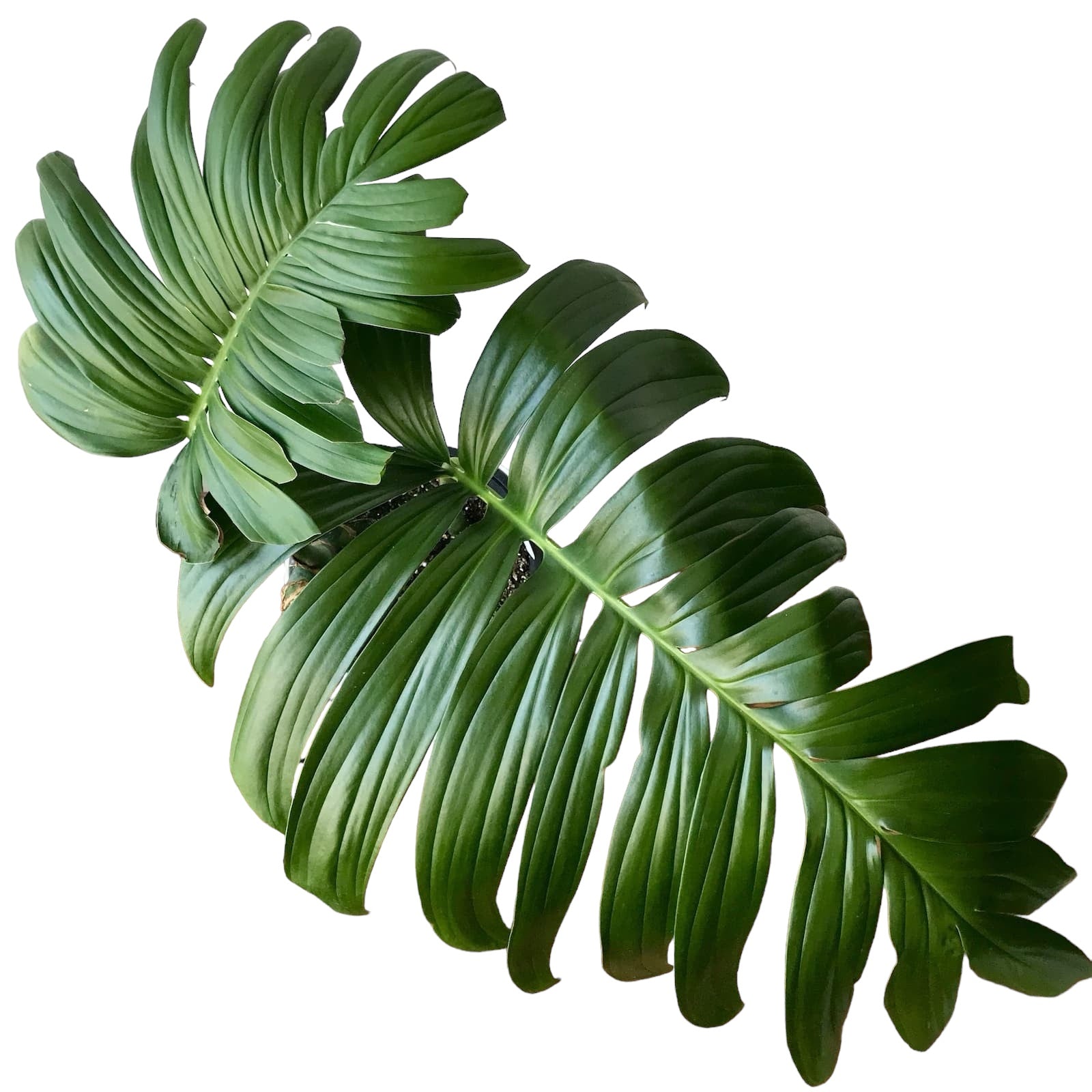 philodendron kylin Rhaphidophora decursiva (Philodendron Kylin Tail) D12 – Secret Garden Plant Shop