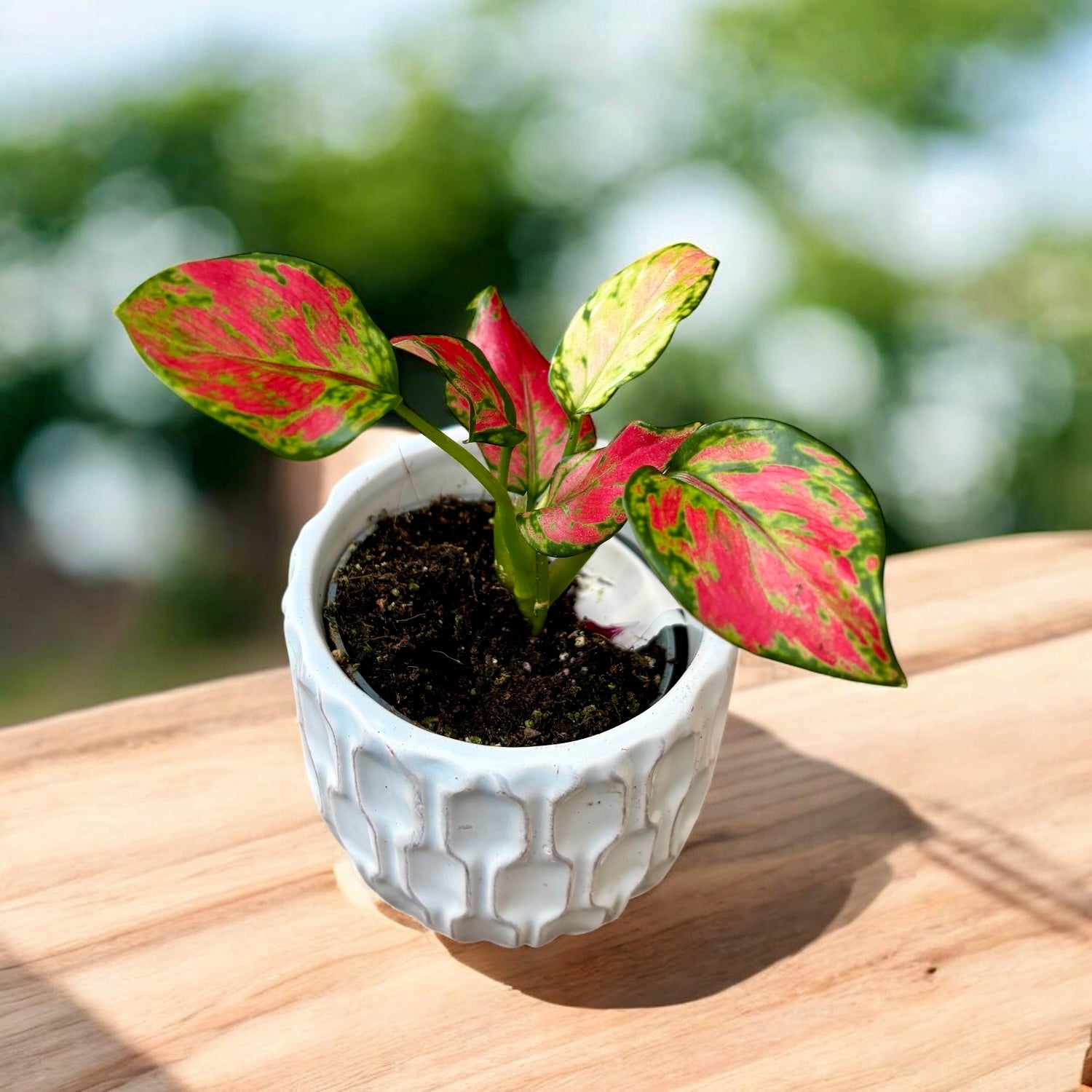 aglaonema ingrijire Aglaonema 'Rich Red' (babyplant) – Secret Garden Plant Shop
