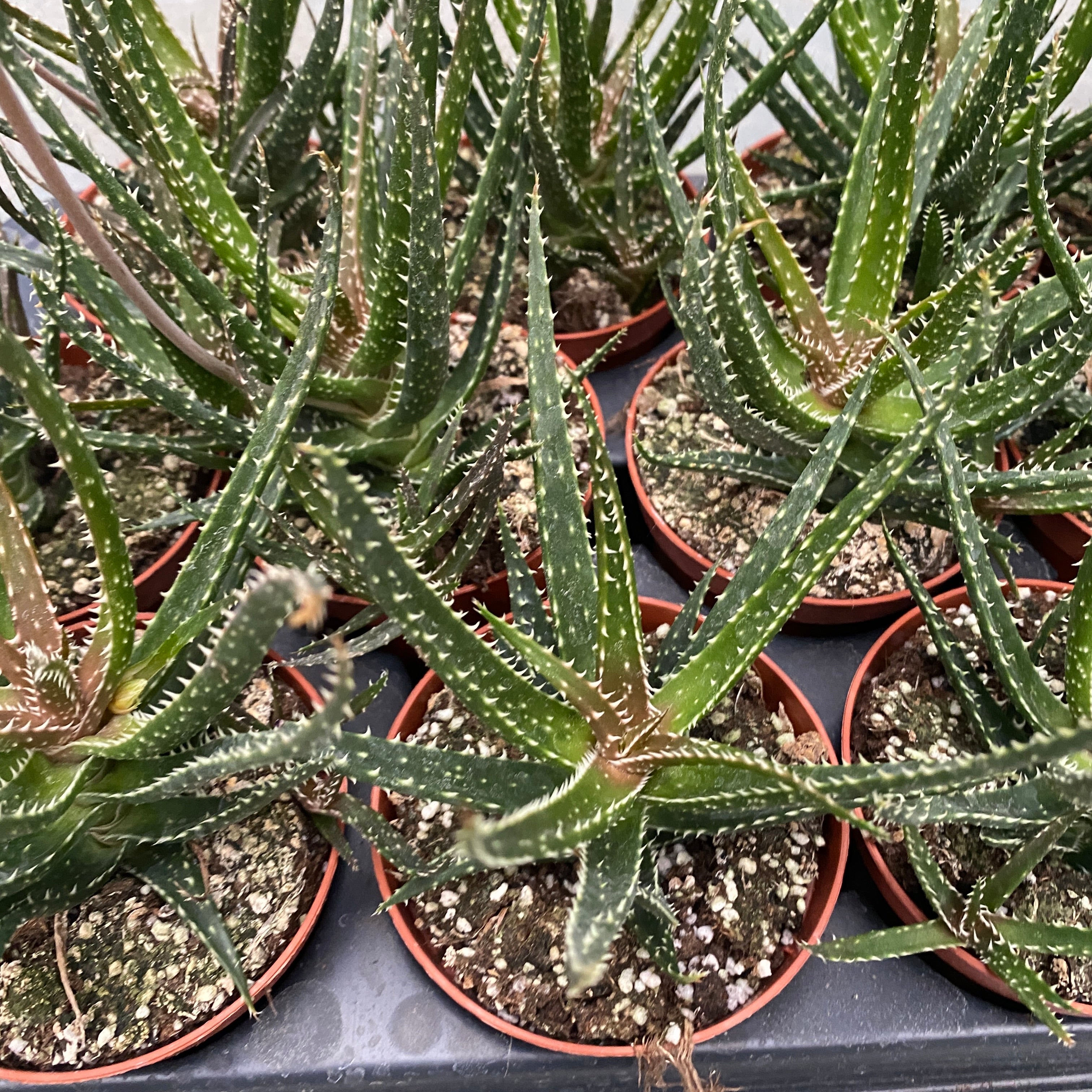 Aloe 'Jaco' – Secret Garden Plant Shop