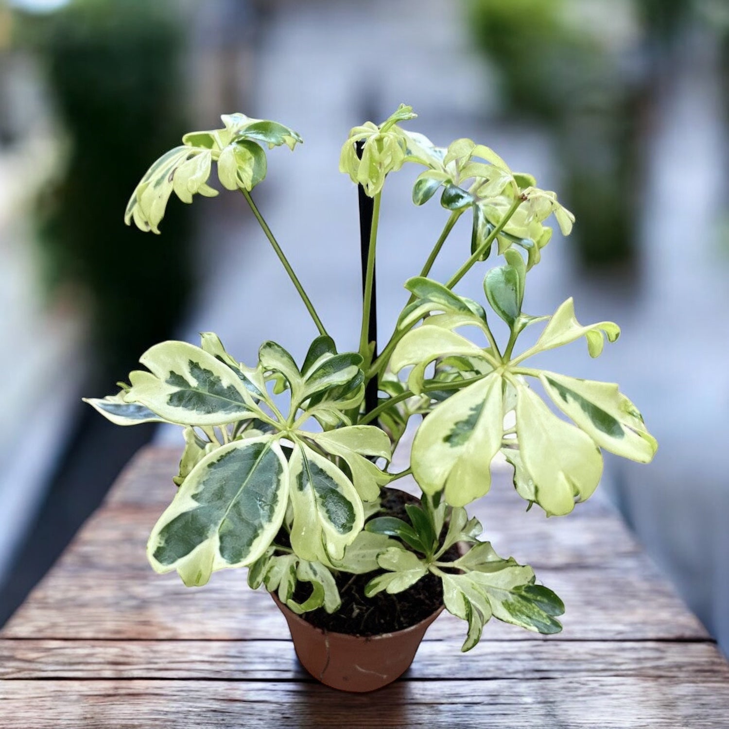 Schefflera arboricola 'Janine' (Babypflanze) – Secret Garden Plant Shop
