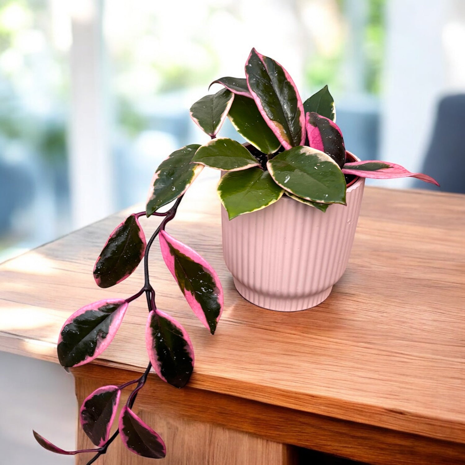 Hoya carnosa 'Flamingo Dream' D9 (parfumata) – Secret Garden Plant