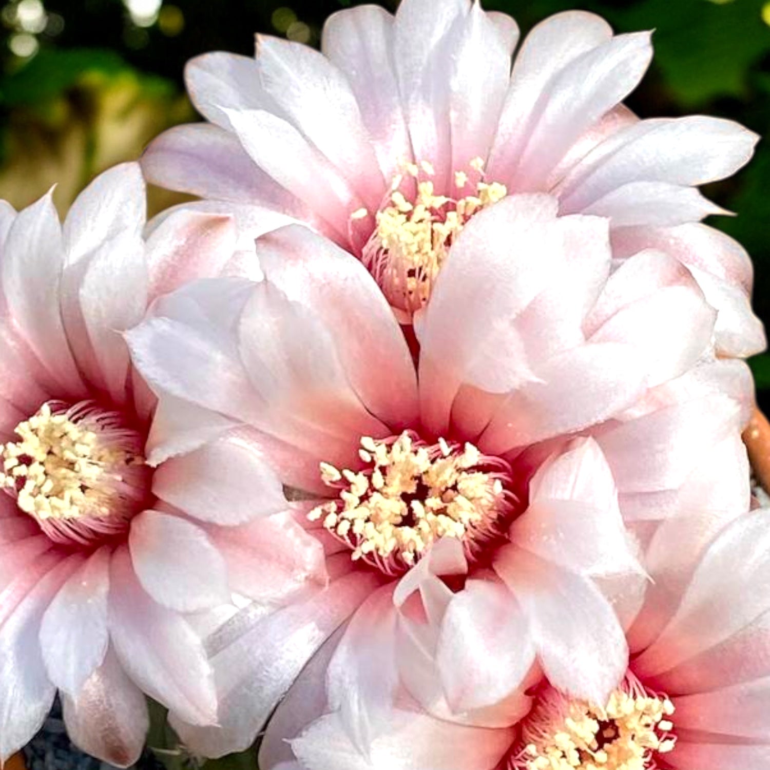 Gymnocalycium quehlianum – Secret Garden Plant Shop