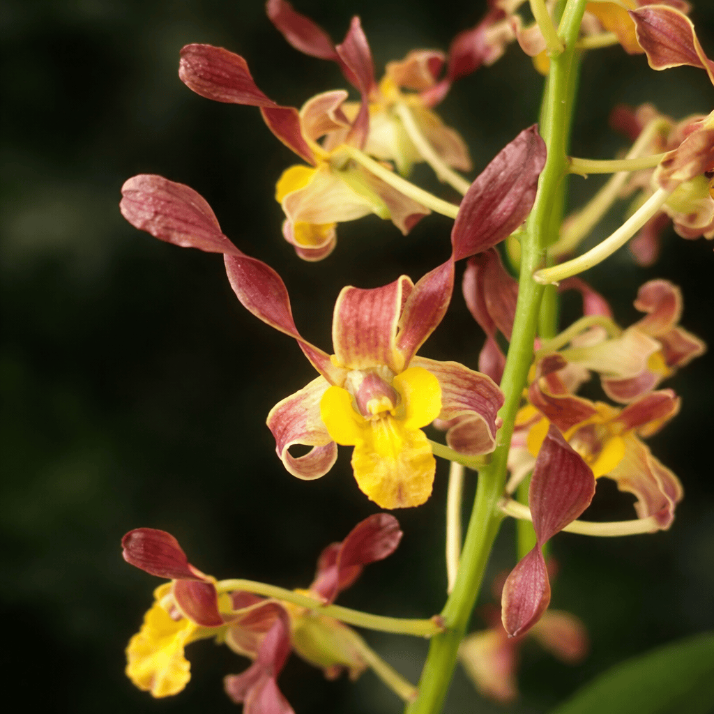 Dendrobium Arcadia Twist – Secret Garden Plant Shop