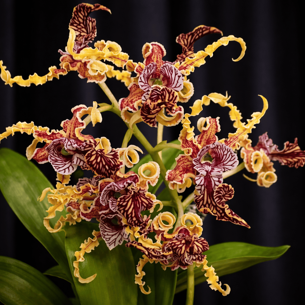 Dendrobium spectabile 'Dark' – Secret Garden Plant Shop