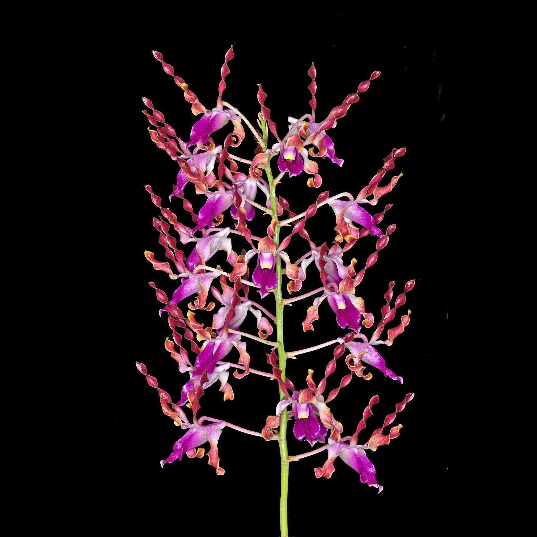 Dendrobium lasianthera – Secret Garden Plant Shop